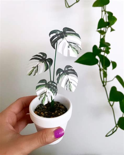 mini paper plant variegated monstera albo etsy