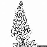 Lupine Lupin Lupinus Thecolor Designlooter sketch template