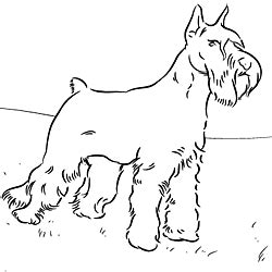 schnauzer coloring page dog patterns pinterest dog adult