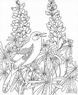 Coloring Mockingbird Bluebonnet Flowers Colorat Primavara P31 Adulte Planse Coloriages Fleur Bonnets Primiiani Coloringbay Pajaro Bluebonnets Bordar Audubon Riscos Desene sketch template