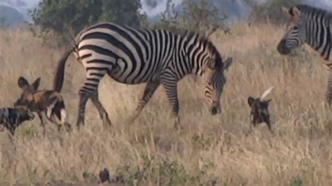 wild dogs chasing zebras tarangire np july  youtube