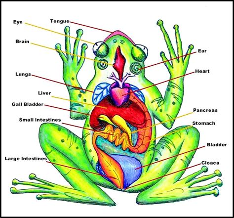 frog diagrams   grade science