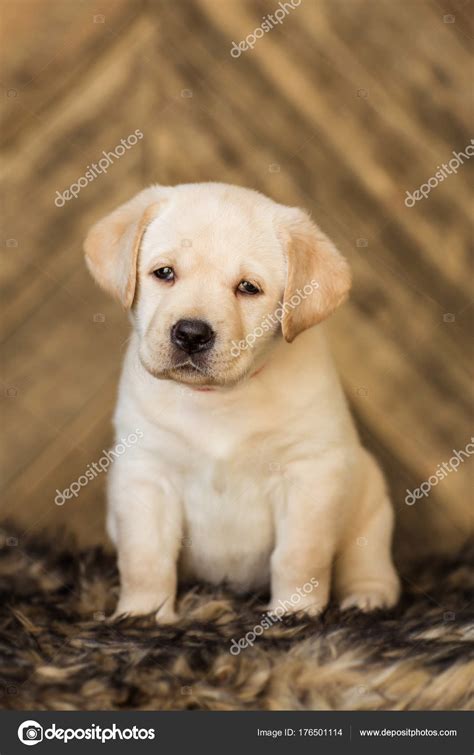 Fotos Perritos Bebes Labradores Lindo Perrito Beige