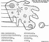 Amoeba Ameba Cell Protist Paramecium Biologycorner Amebe Organelles Ameoba Celled Evolution Almeida Eduardo Ukratko Microbiologia Euglena Organisms Nucleus Prof Pseudopodia sketch template