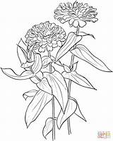 Zinnia Flower Elegans Drawing Coloring Pages Drawings Zinnias Supercoloring Printable Flowers Rose Color Line Blanda Rosa Meadow Prairie Wild Crafts sketch template