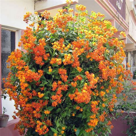 senecio confusus mexican flame vine seeds