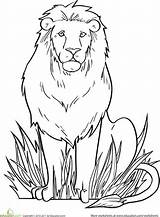 Colouring Lions Animals Tulamama Drawings Wrestlers Kunjungi Motifs Verwirrend Akwebajans Cutouts Womensbest Ru sketch template