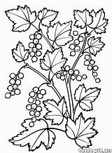 Coloring Bush Berries Currant Handicraft sketch template