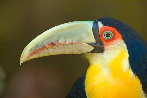 toucan close  stock image image  orange nose rainforest