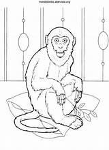 Colorare Scimmie sketch template