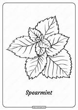 Spearmint sketch template