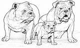 Coloring Pages Dog Dogs Breed Pound Bull Bulldog sketch template