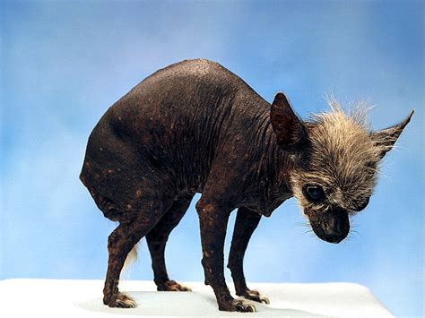 famous dogs worlds ugliest dogs