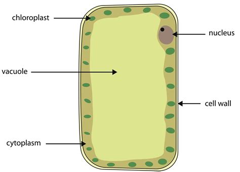 labeled diagram   animal cell   organelles