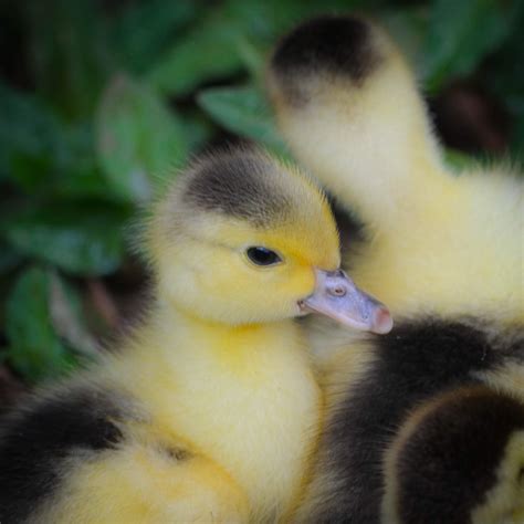 tuininga family adventures baby ducklings