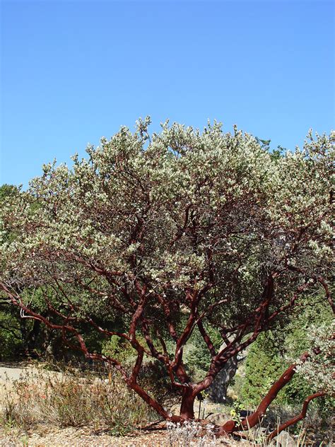 arctostaphylos manzanita wikimedia commons