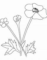 Buttercup Flower Pages Coloring Pod Kids sketch template