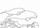 Dugong Manatee Coloring Pages Printable Drawing Baby Color Cow Sea Line Print Getcolorings Calf Momma Swimming sketch template