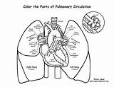 Coloring System Pulmonary Circulation Pages Lungs Drawing Cardiovascular Anatomy Muscular Arteries Veins Heart Lung Respiratory Color Human Physiology Through Body sketch template