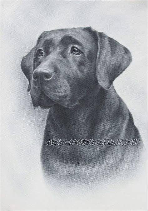 pin  elzbieta lemiech  psy rysunek olowkiem dog drawing animal drawings pet portraits
