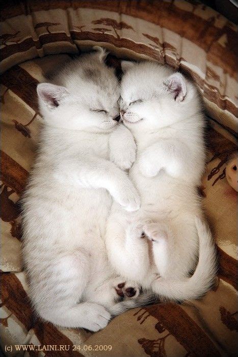 pure cuteness sleeping kitten cats  kittens kittens cutest