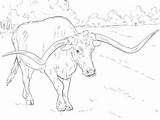 Coloring Longhorn Pages Texas Realistic Bull Longhorns Cow Angus Bucking Drawing Printable Animal Sheet Color Colouring Supercoloring Adult Print Line sketch template