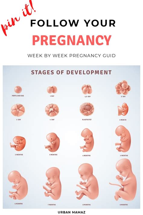 pregnancy week  week guide pregnancy stages urban mamaz