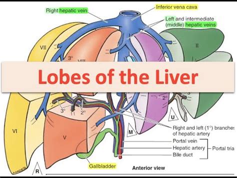 lobes   liver youtube
