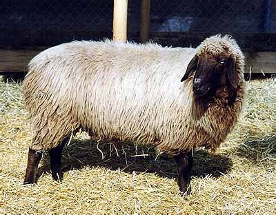 bergschaf wool natural brown  sheep sheep breeds breeds