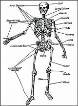 Skeletal System Coloring Pages Drawing Systems Getcolorings Body Getdrawings sketch template