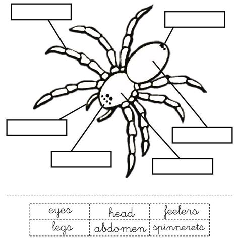 spider labeling worksheet  kindergarten