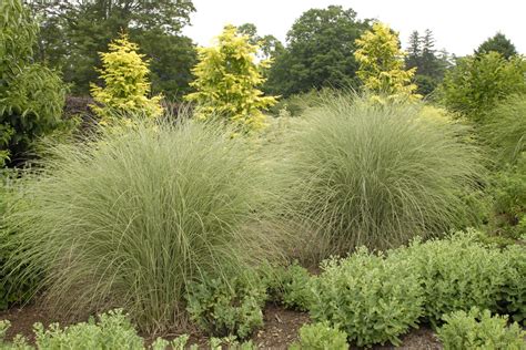 morning light ornamental grass miscanthus sinensis proven winners