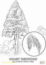 Coloring Pages Redwood Tree State California Pine Washington Drawing Trees Printable Mission African Color Getcolorings Clip Print Drawings Getdrawings Popular sketch template