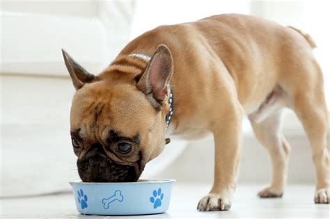dog food allergies hypoallergenic dog food hills pet