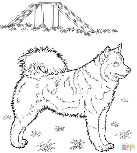 husky coloring page  printable coloring pages