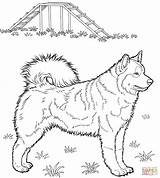 Husky Coloring Pages Printable Dog Alaskan Huskies Kids Print Da Color Colouring Puppy Supercoloring Siberian Dogs Cute Colorare Drawing Animal sketch template