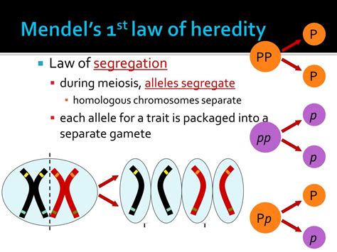 Ppt Unit 10 Mendelian Genetics And Heredity Powerpoint Presentation