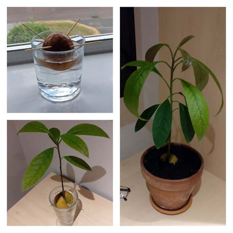 How To Grow An Avocado Tree From An Avocado Pit With Images Images