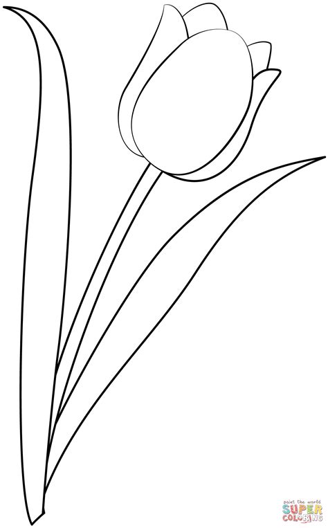 tulip coloring page  printable coloring pages