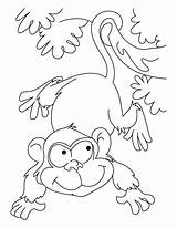 Ape Coloring Pages Monkey Playing Kids Bestcoloringpages Animals Wild Pokemon Printable Von Page4 Flying Gemerkt Getdrawings Coloringpages101 Guardado Desde sketch template