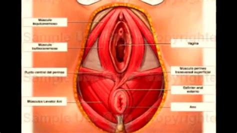 Anatomia Del Aparato Reproductor Femenino Youtube