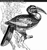 Hornbill Billed Designlooter Erythrorhynchus Tockus sketch template