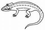 Coloring Lizard Pages Animal Google Aboriginal Colouring Desert Online Au Sheet Print Visit sketch template