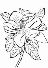 Magnolia Coloring Drawing Grandiflora Printable Pages Color Print Flowers Flower Cowboy Hat Tutorial Tree Adults Kids Paper Categories Getdrawings Drawings sketch template
