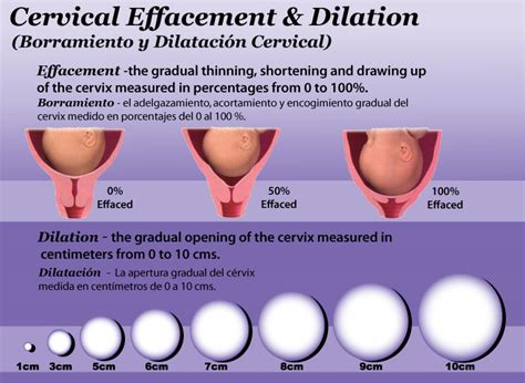 diagram  cervical dilation wiring diagram pictures