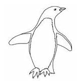 Penguin Birds Adelie Coloring Category sketch template