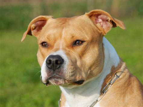 11 Best American Staffordshire Terrier Images On Pinterest