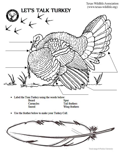 lets talk turkey anatomy page texas wildlife association animal adaptations lessons animal