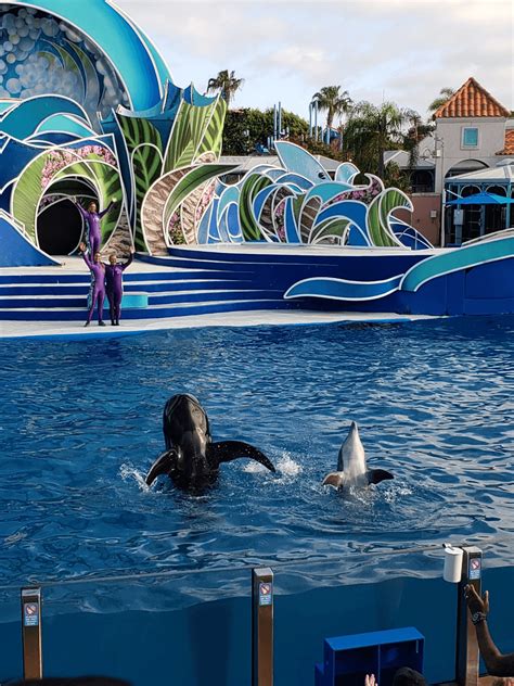 discount seaworld san diego  tripster