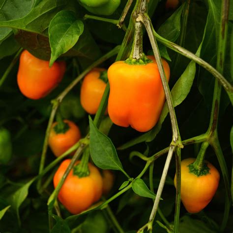 orange mini bell pepper thresh seed